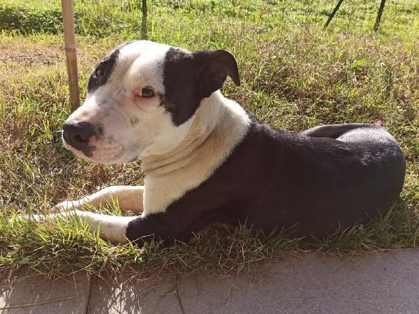 Jack splendido giovane mix amstaff cerca famiglia  Foto 6